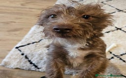 Miniature Dachshund dogs for sale: 2 year old dachshund  - Image 1