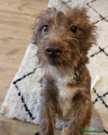 Miniature Dachshund dogs - Advert 3