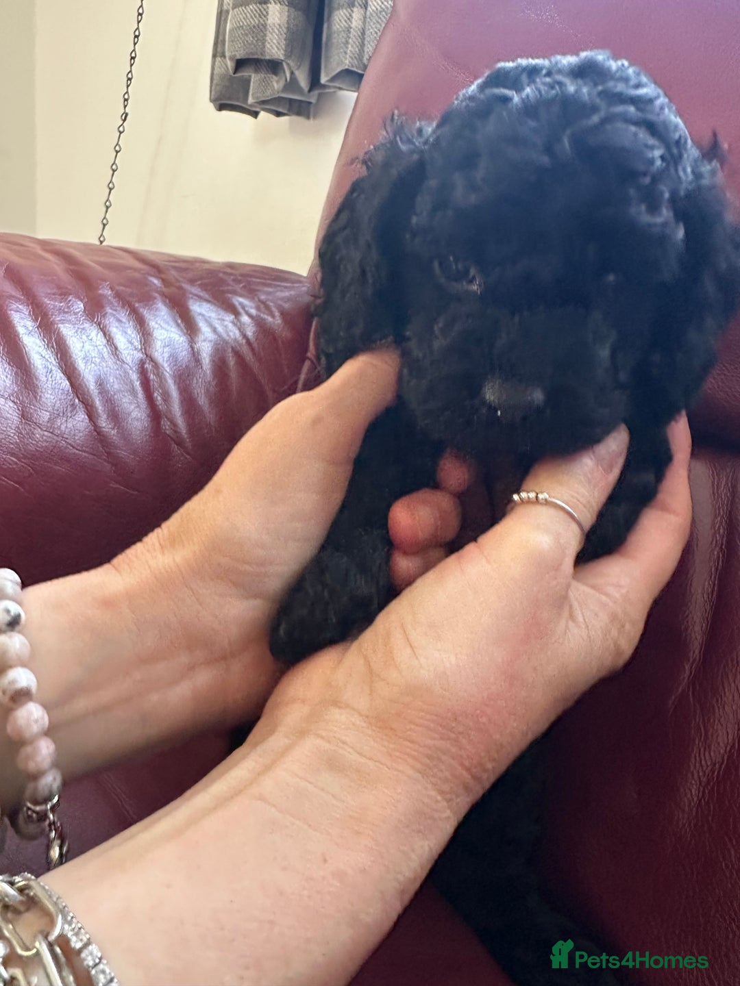 Cavapoo dogs for sale: Gorgeous Rare-Colouring Cavapoo Puppies - Advert 17