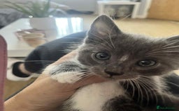 British Shorthair cats for sale: Beautiful British Shorthair Kittens - Image 13