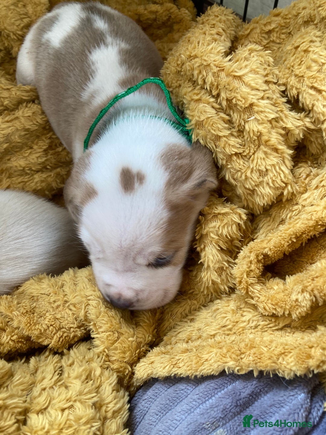 Beagle dogs for sale: Beautiful pedigree beagle pups - Image 17