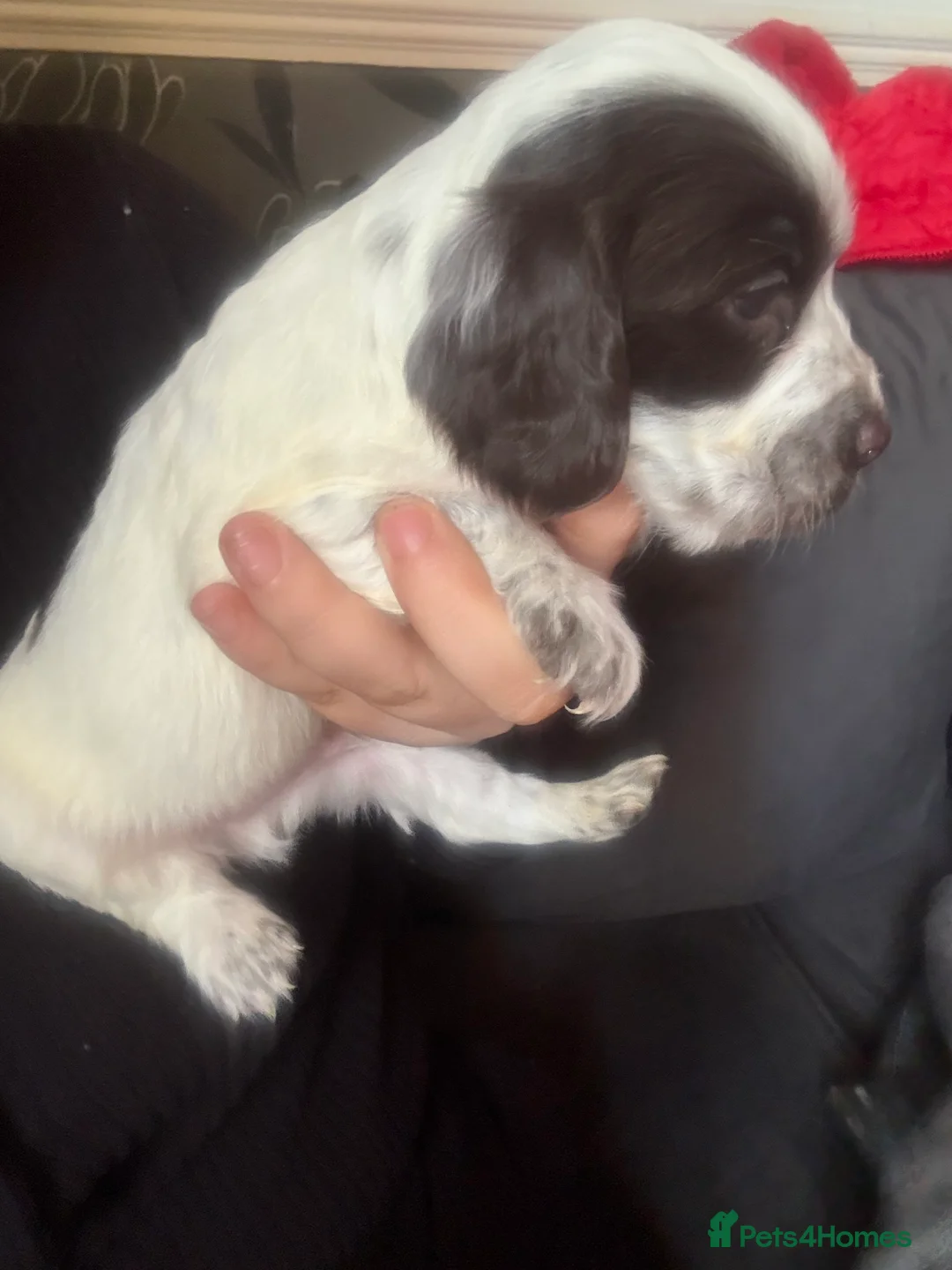 Sprocker dogs for sale: Spaniel puppies for sale - Advert 7