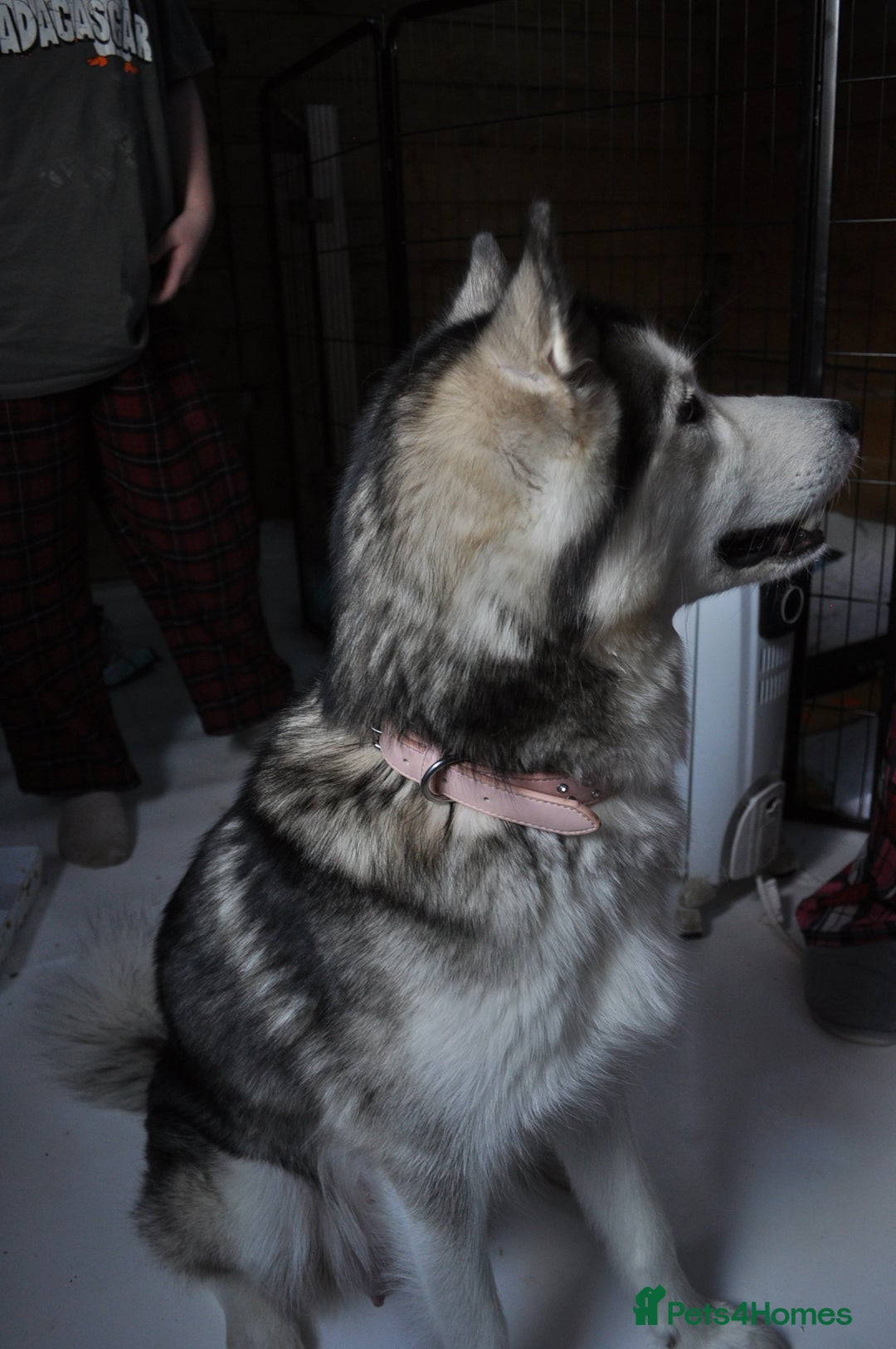 Alaskan Malamute dogs for sale: Alaskan Malamute Puppies - Advert 4