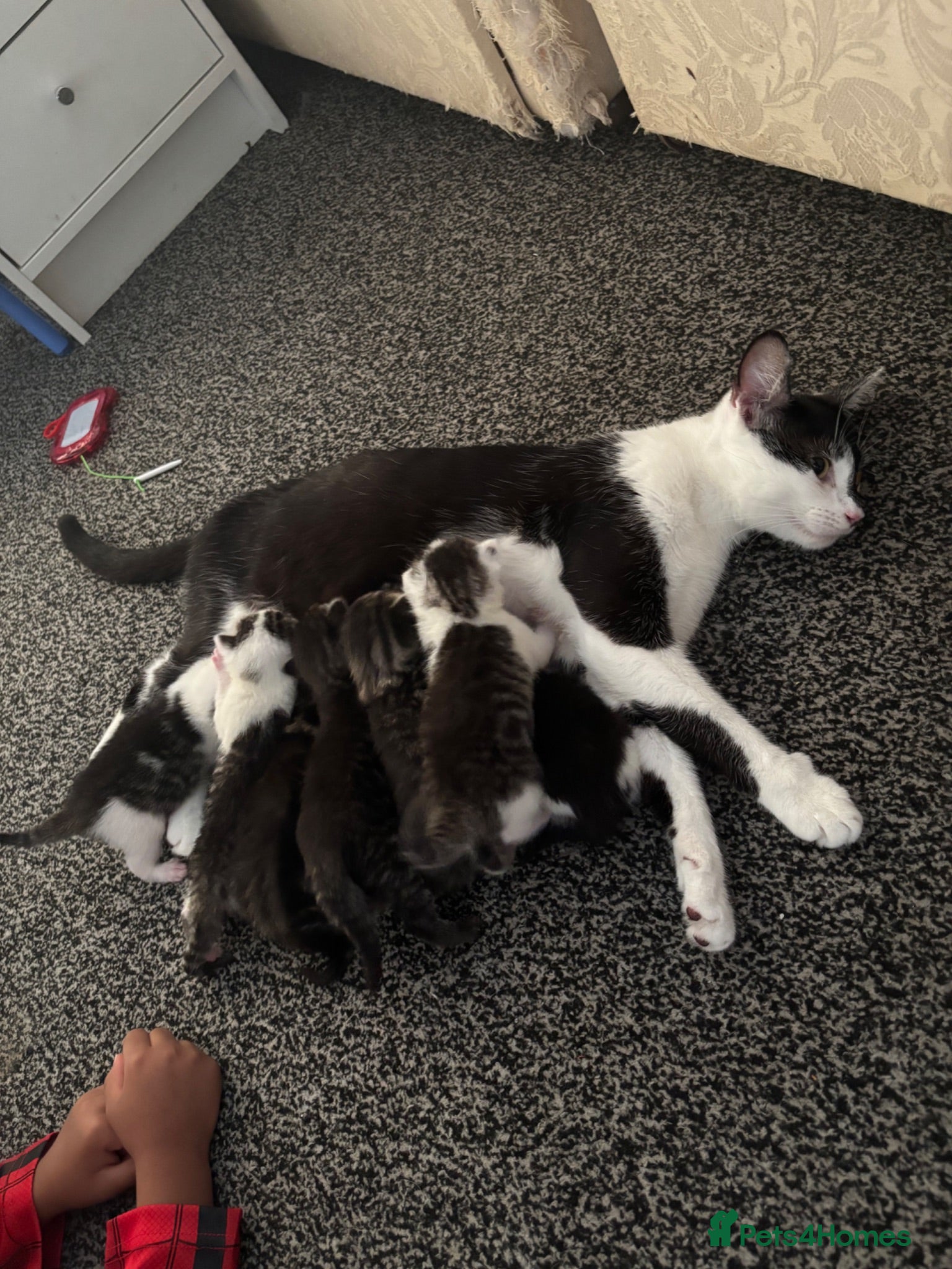Mixed Breed cats 7 beautiful kittens available 🐱  - Advert 1