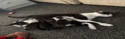 Mixed Breed cats for sale: 7 beautiful kittens available 🐱  - Advert 1