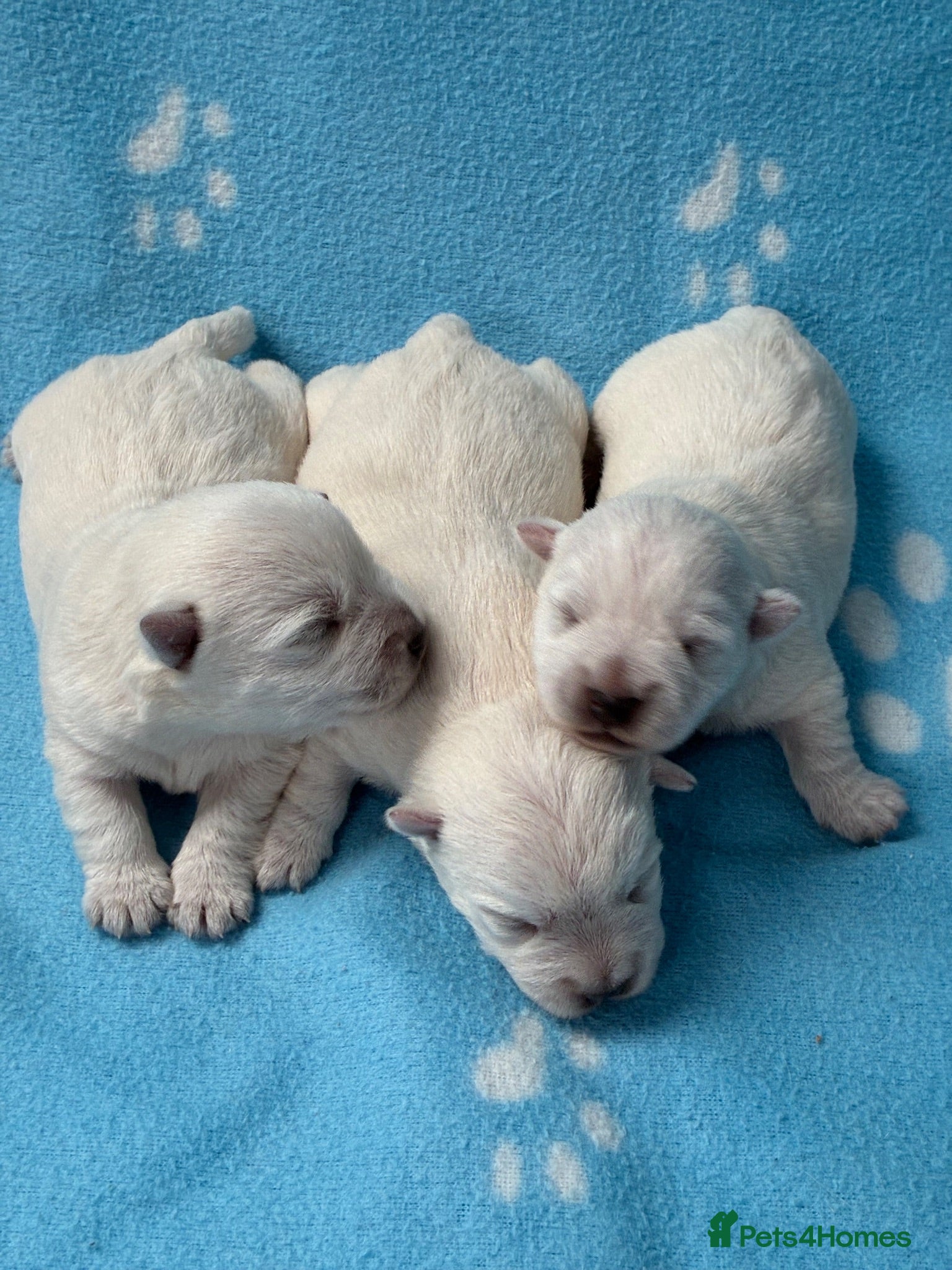West Highland Terrier dogs West Highland Terriers  - Advert 1