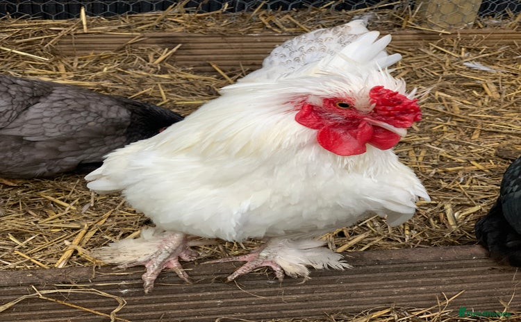 Chickens poultry - Advert 4