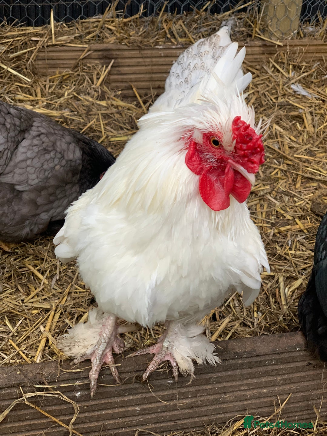 Chickens poultry for sale: 10 year old miniature bantam cockerel  - Image 1