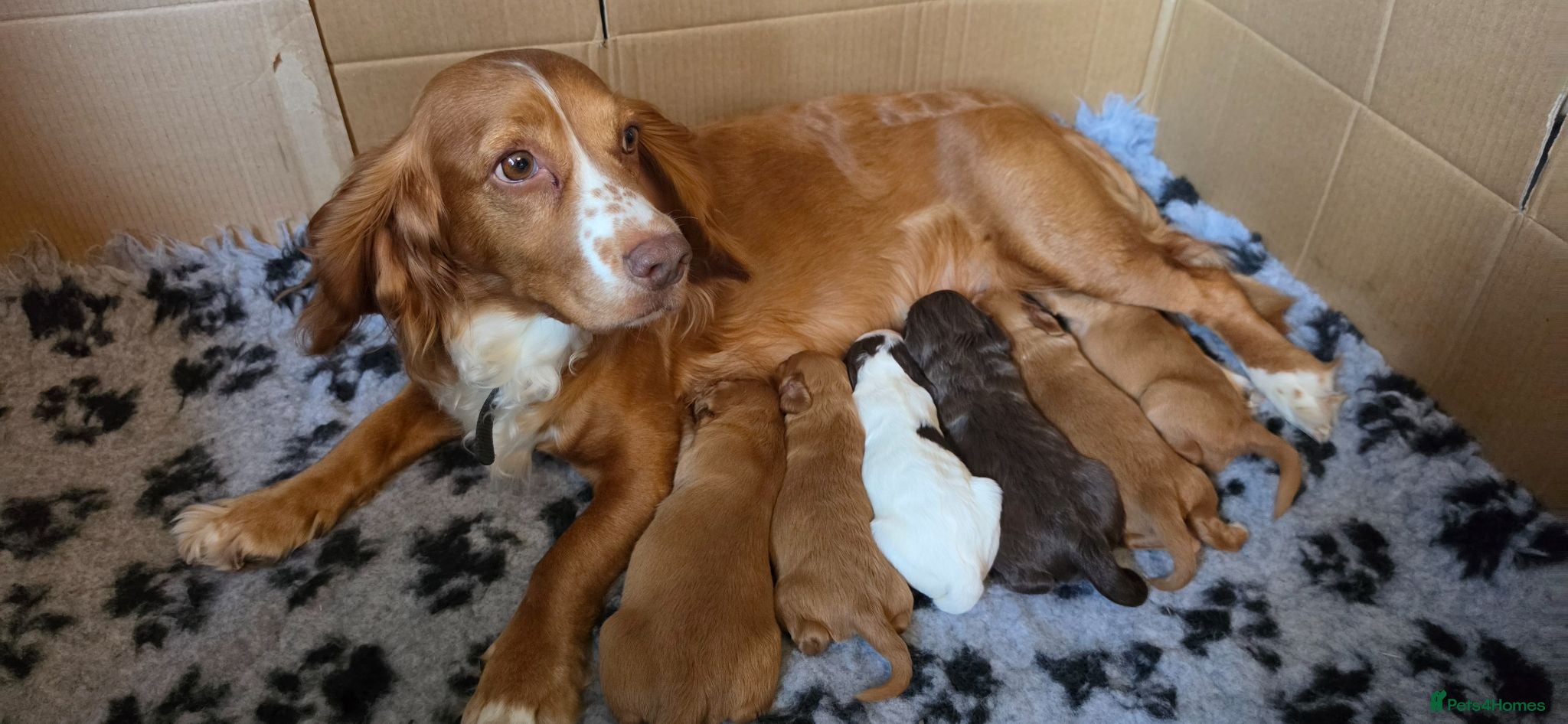 Cocker Spaniel dogs Cocker spaniel puppies kc registered  - Advert 1