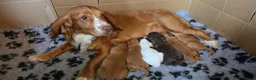 Cocker Spaniel dogs for sale: Cocker spaniel puppies kc registered  in Pulborough - Advert 1