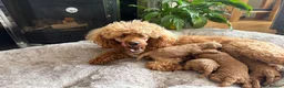 Mixed Breed dogs for sale: Toy Poodle  - Advert 9