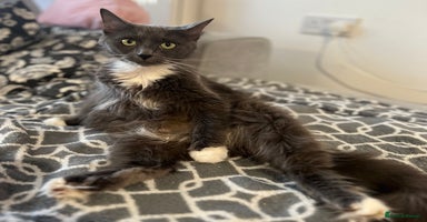 Mixed Breed cats - Advert 5