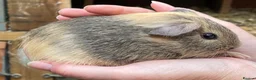 Guinea Pig rodents for sale: Sweet natured baby girl guinea pigs - Advert 12