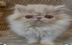 Exotic cats for sale: ❤️Stunning Exotic Shorthair & Longhair Kittens❤️  - Image 8