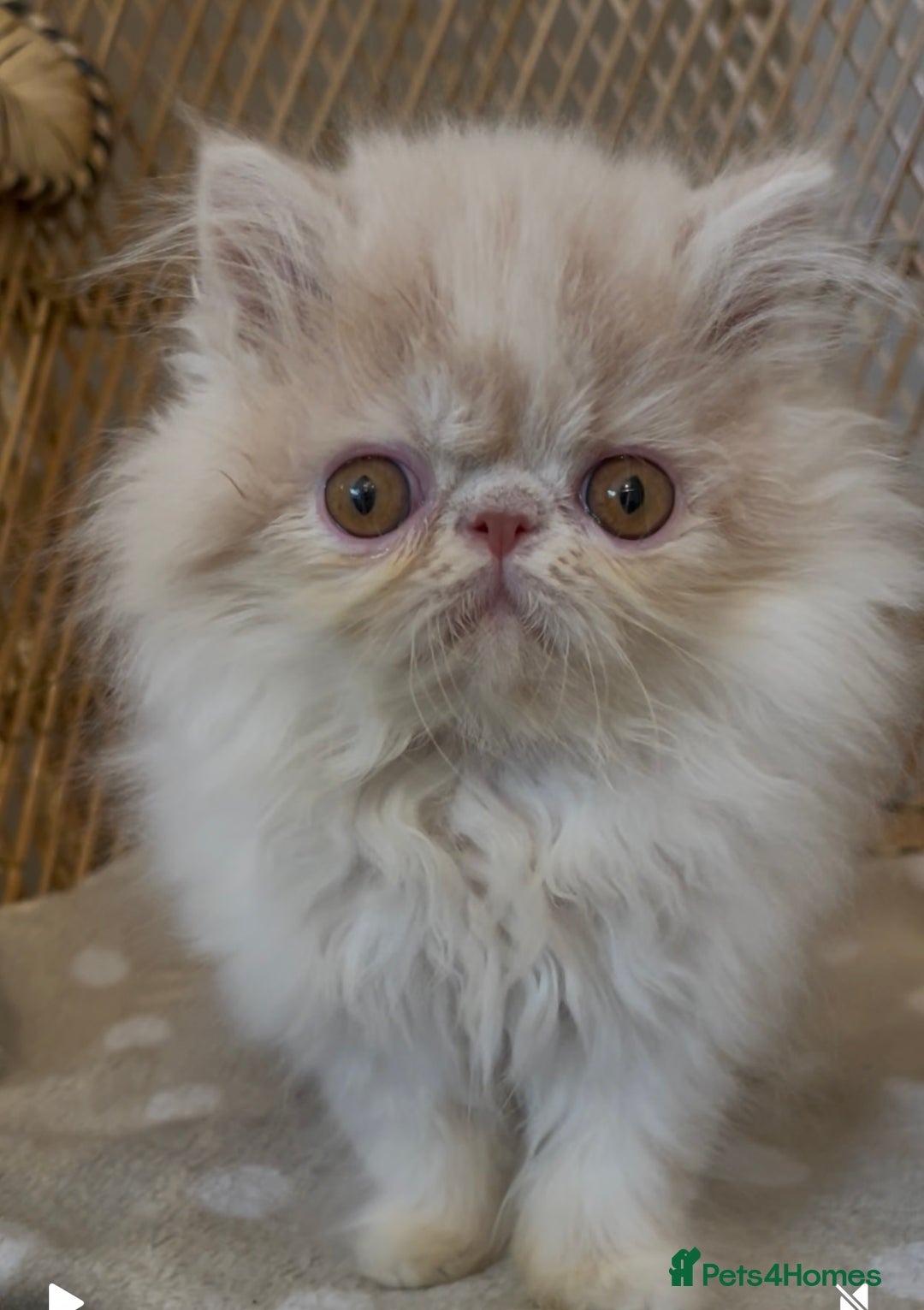 Exotic cats for sale: ❤️Stunning Exotic Shorthair & Longhair Kittens❤️  - Image 8