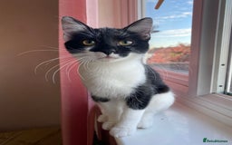 Mixed Breed cats for sale: Beautiful kitten  - Image 2