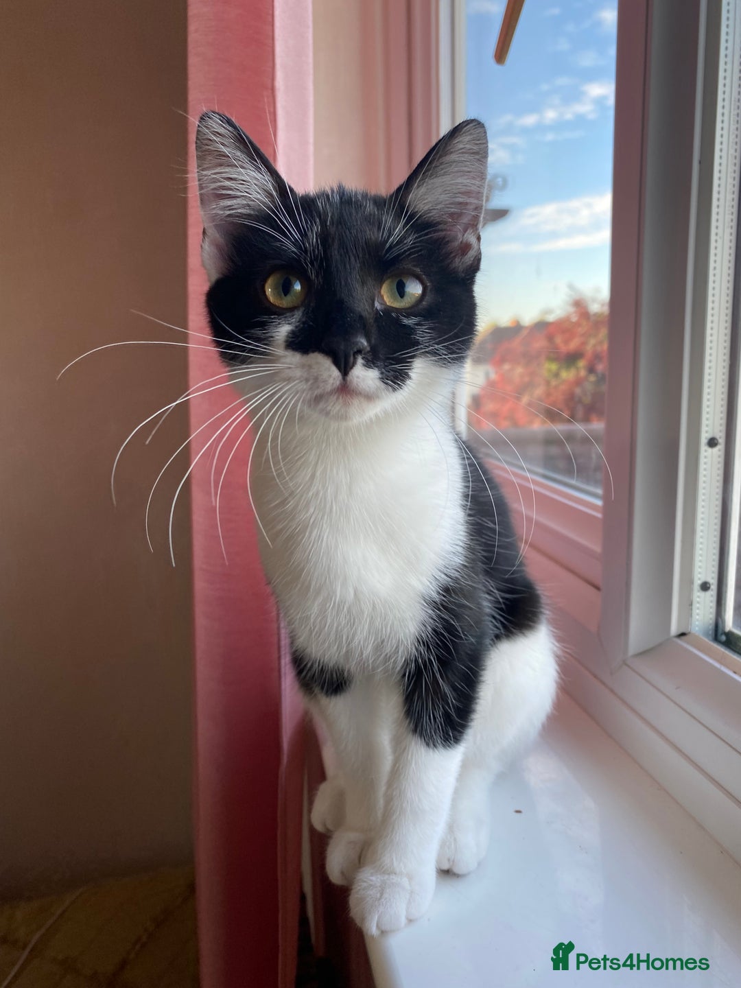 Mixed Breed cats for sale: Beautiful kitten  - Image 2