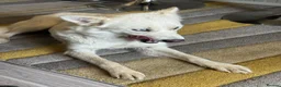 Mixed Breed dogs for adoption: Sweet Rita Needs Love  - Advert 10