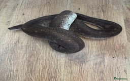 Python Snake reptiles for sale: Royal Pythons Various Prices  - Image 5