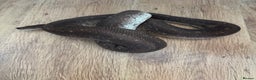 Python Snake reptiles for sale: Royal Pythons Various Prices  - Advert 3