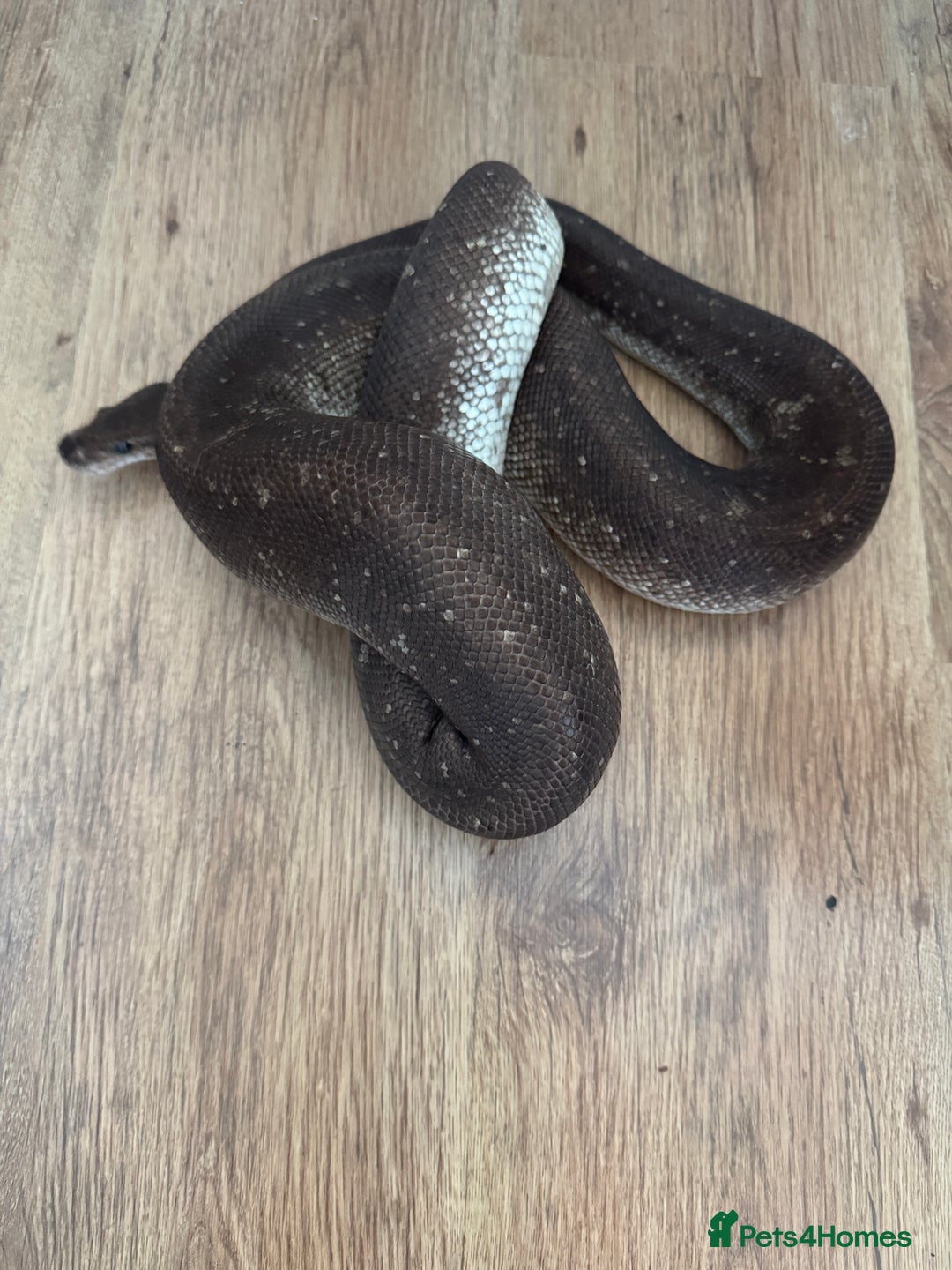 Python Snake reptiles for sale: Royal Pythons Various Prices  - Image 5