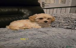 Maltipoo dogs for sale: MALTIPOO PUPPIES FOR SALE - Image 16