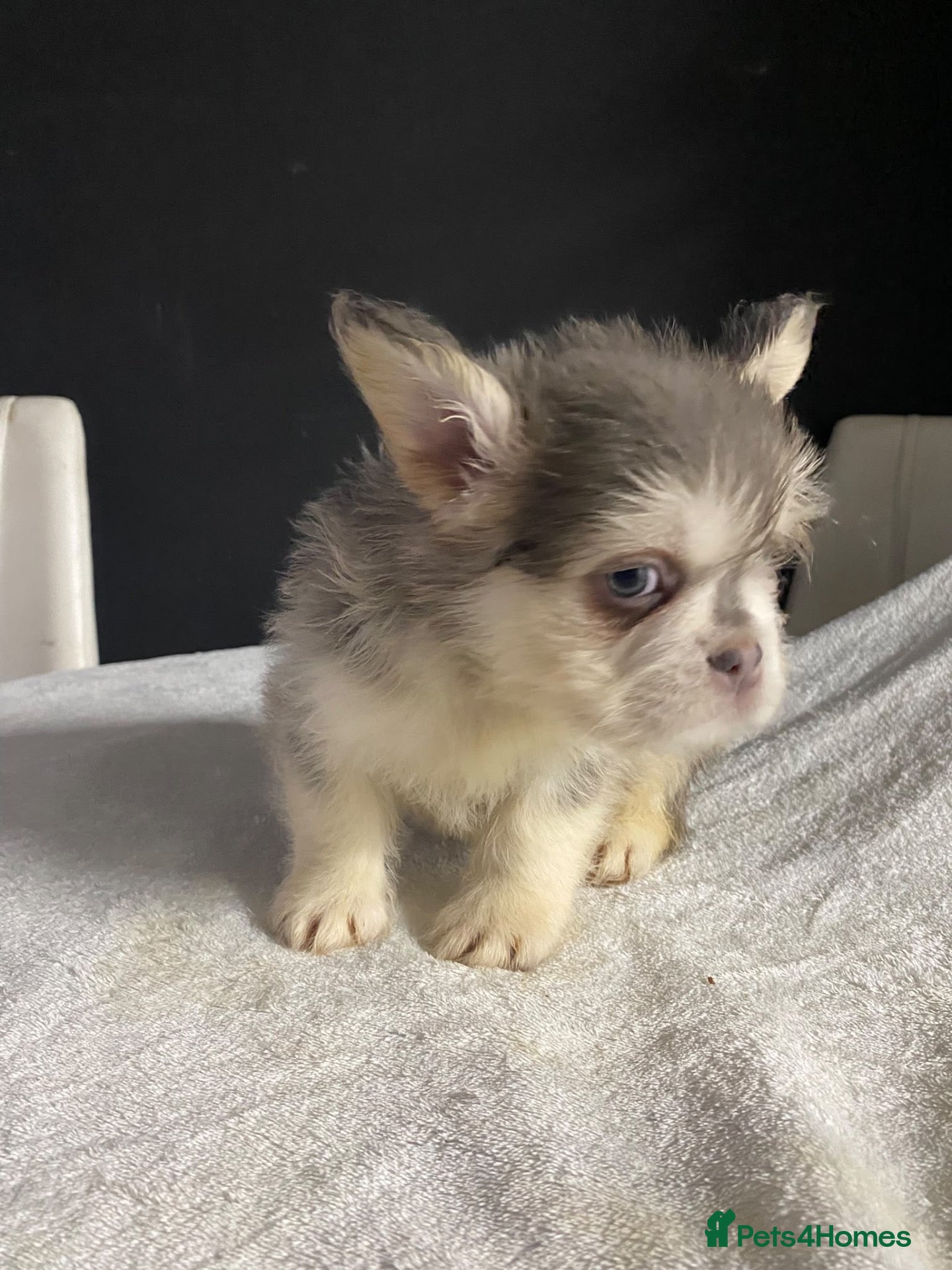 French Bulldog dogs French Bulldog Floodle/Fluffy/Pink - Advert 1