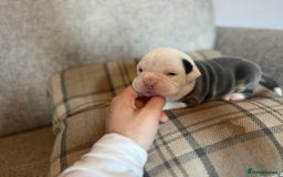 Olde English Bulldogge dogs for sale: Old English bulldog puppies - Image 2