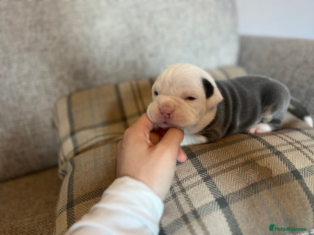 Olde English Bulldogge dogs for sale: Old English bulldog puppies - Image 2