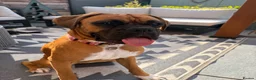 Boxer dogs for sale: Winnie in Coalville - Advert 1