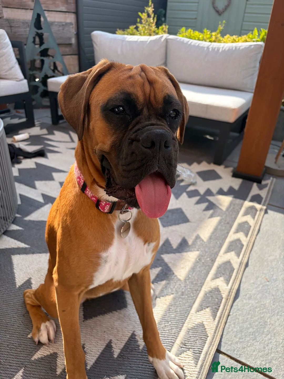 Boxer dogs for sale: Winnie in Coalville - Advert 1