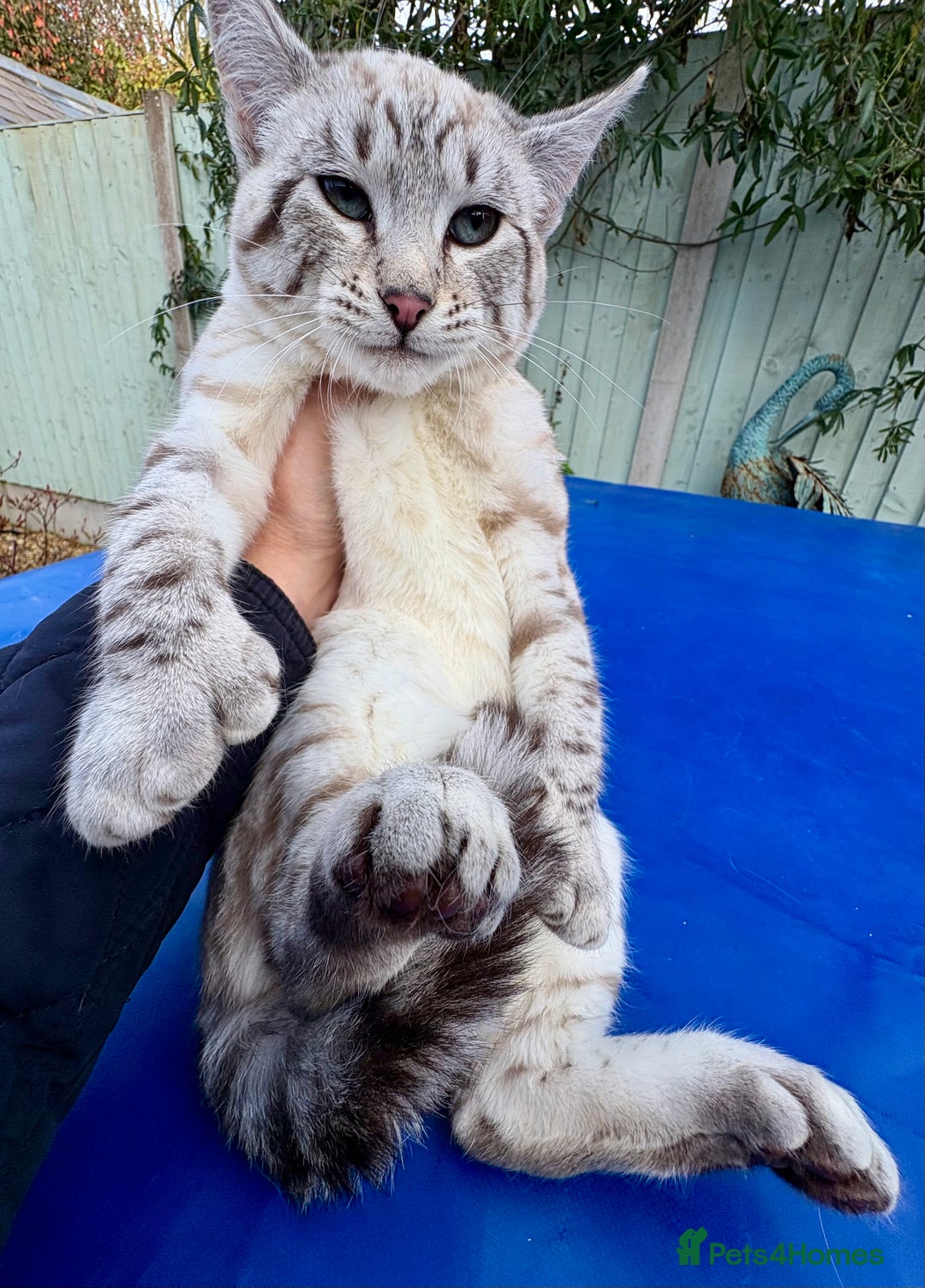 Savannah cats for sale: Superb wild looking snow leopard female  - Advert 2