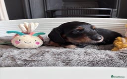 Miniature Dachshund dogs for sale: 🌿🌸🌳KC LONGHAIR MINI DACHSHUND PUPS🌳🌸🌿 - Image 12