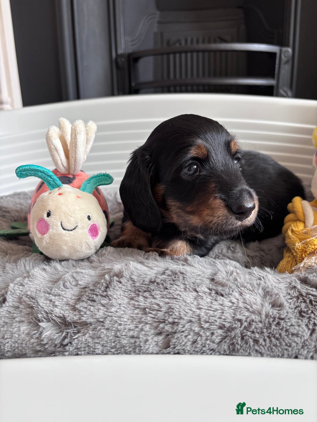 Miniature Dachshund dogs for sale: 🌿🌸🌳KC LONGHAIR MINI DACHSHUND PUPS🌳🌸🌿 - Image 12