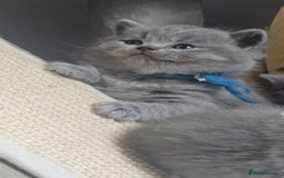 British Shorthair cats for sale: High Quality British Short Haired Kittens - Image 10
