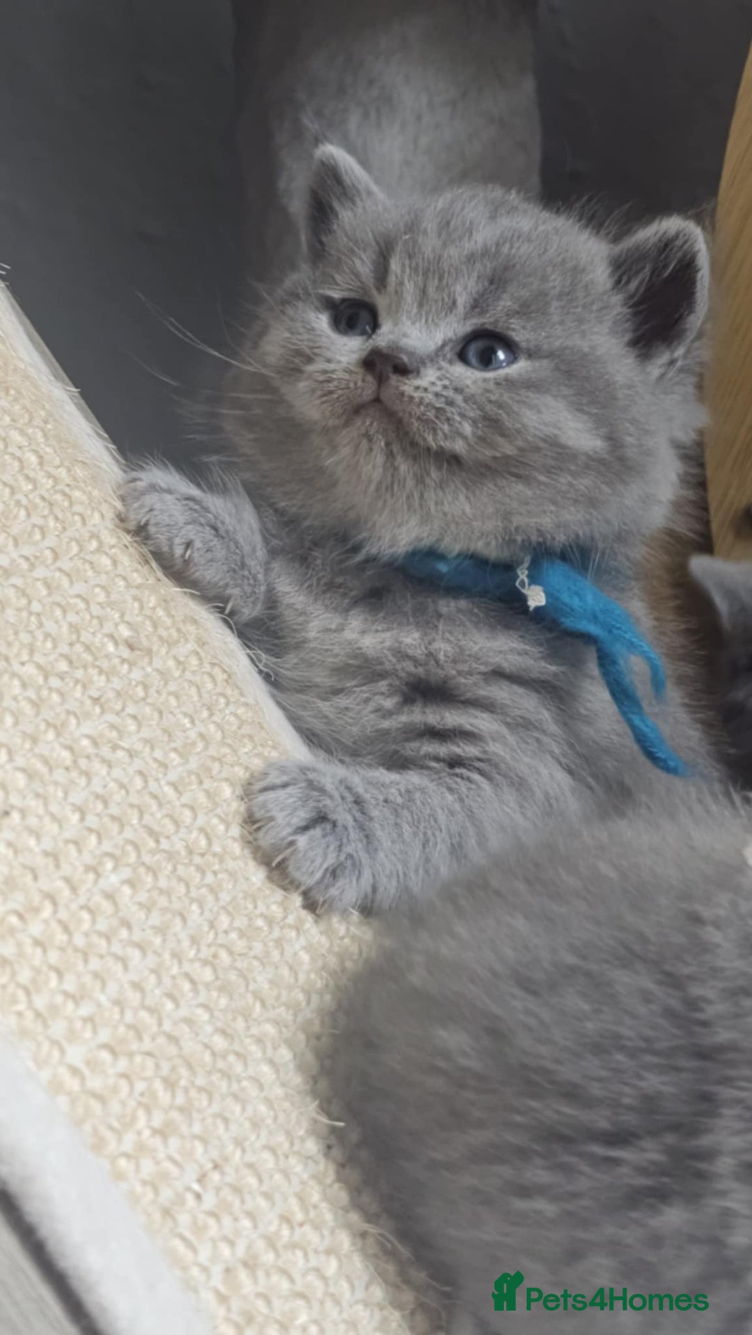 British Shorthair cats for sale: High Quality British Short Haired Kittens - Image 10