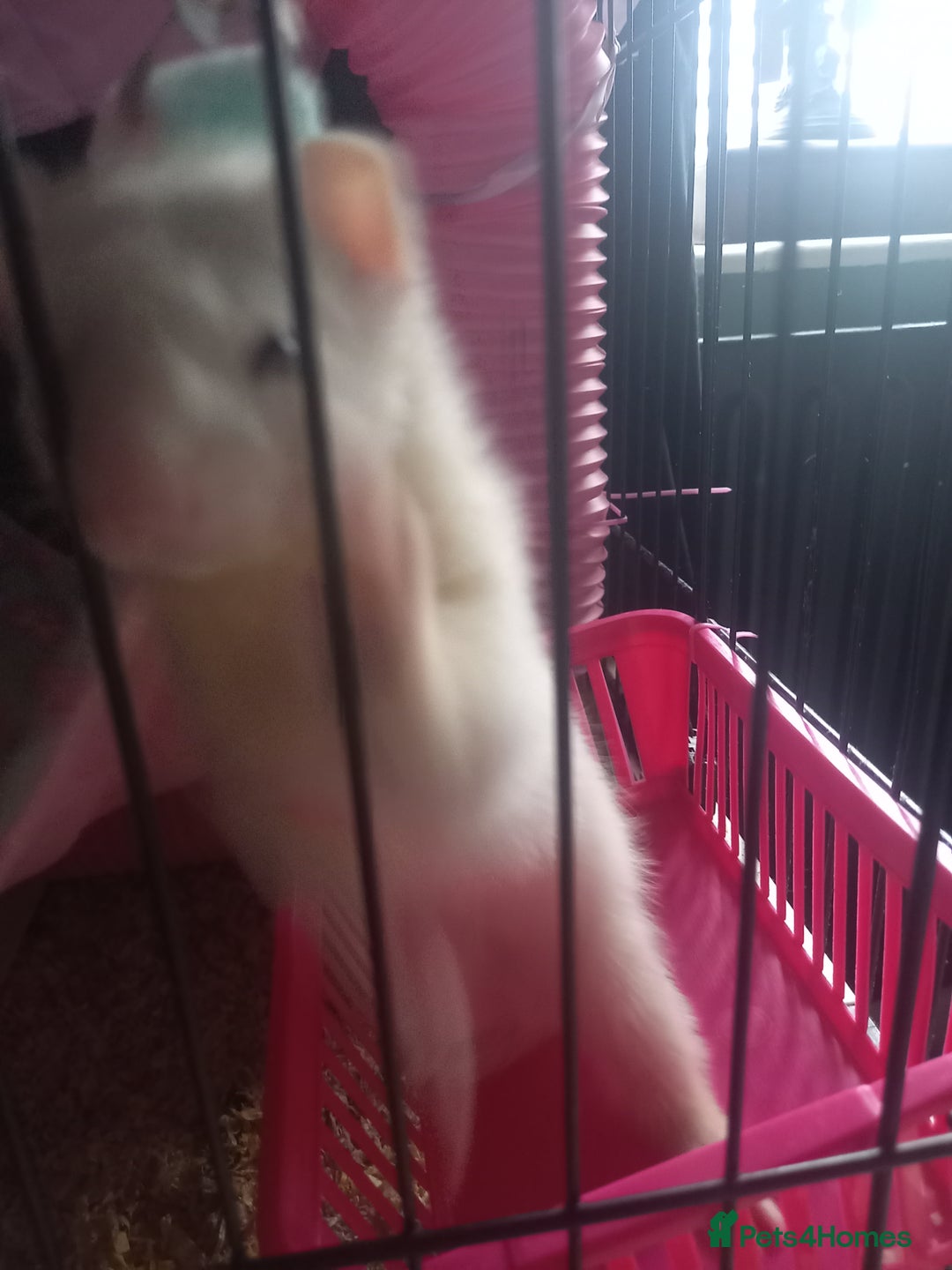 Ferret rodents for sale: Half micro silver hob kit - Image 4