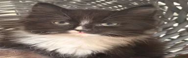 Maine Coon 1