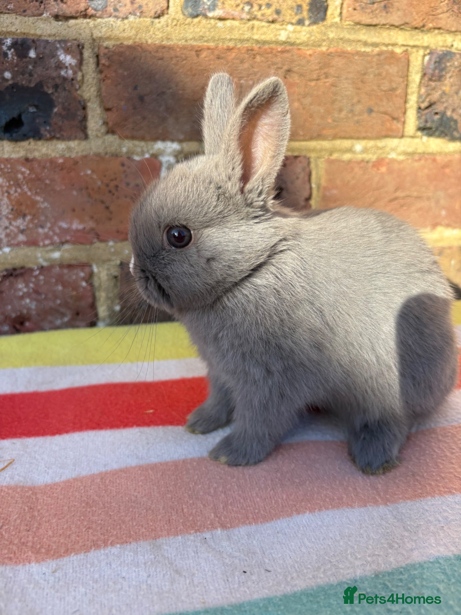 Netherland Dwarf rabbits Sweet male blue Netherland Dwarf bunny. - Advert 6