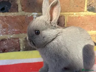 Netherland Dwarf rabbits Sweet male blue Netherland Dwarf bunny. - Advert 6
