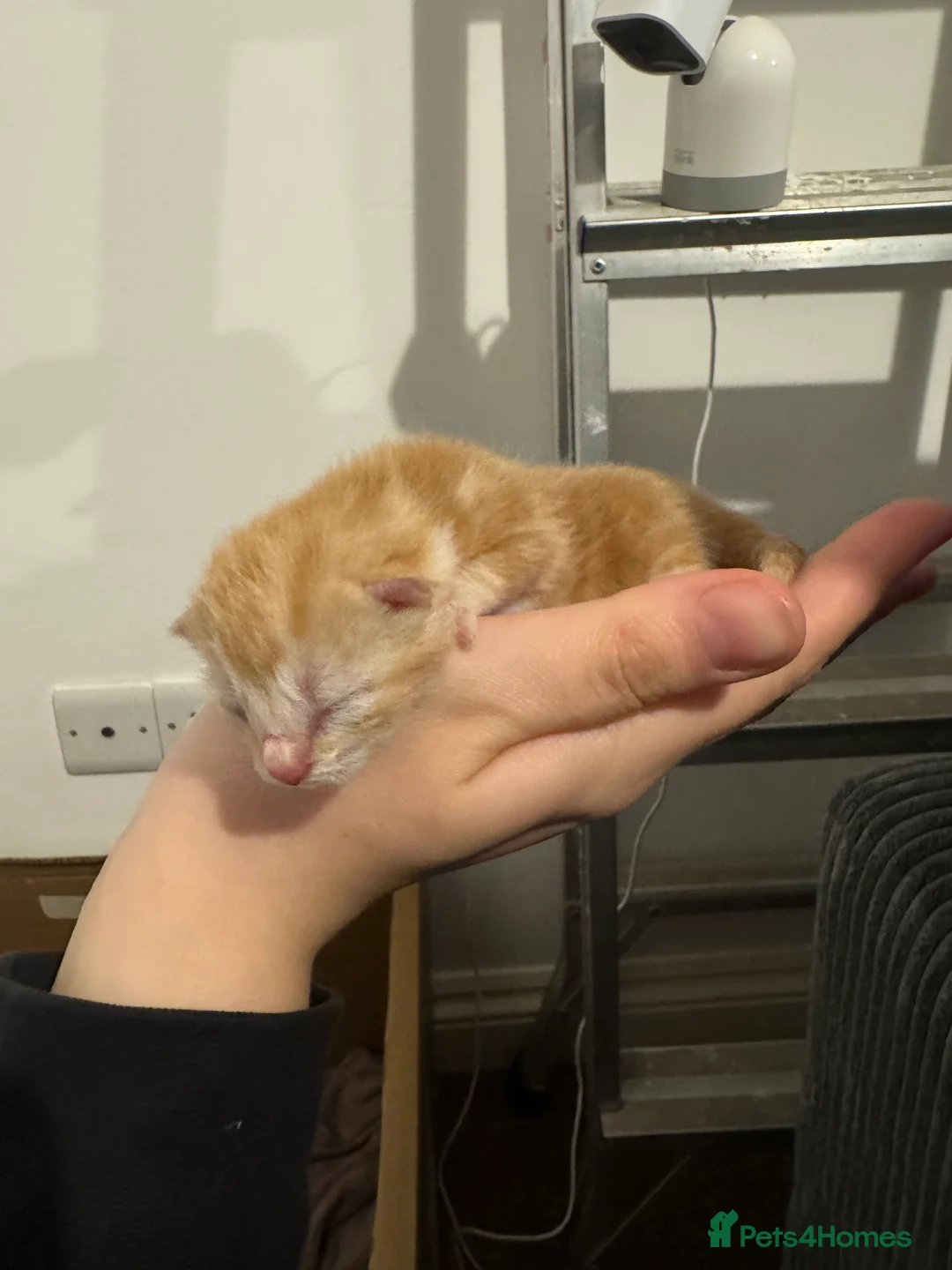 Mixed Breed cats for sale: Mixed kittens for sale  - Advert 8