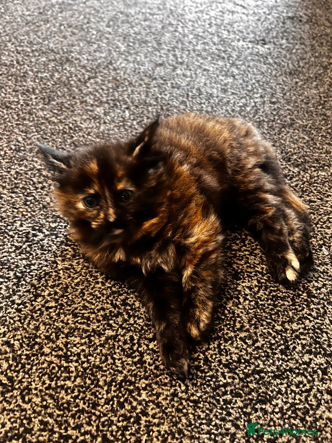 Mixed Breed cats for sale: Beautiful Kittens Looking for a Loving Home - Image 5