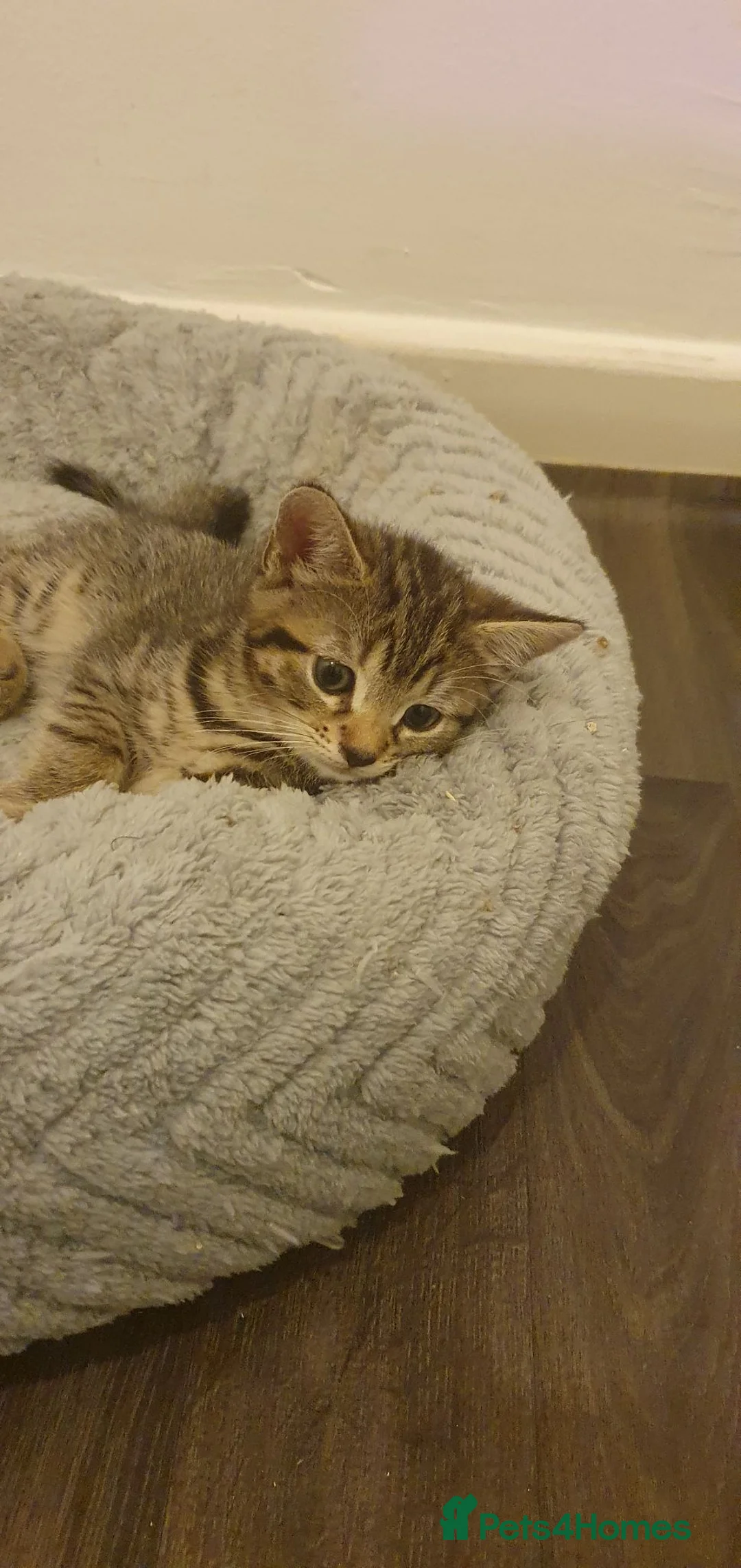 Mixed Breed cats for sale: Mix breed - Advert 6