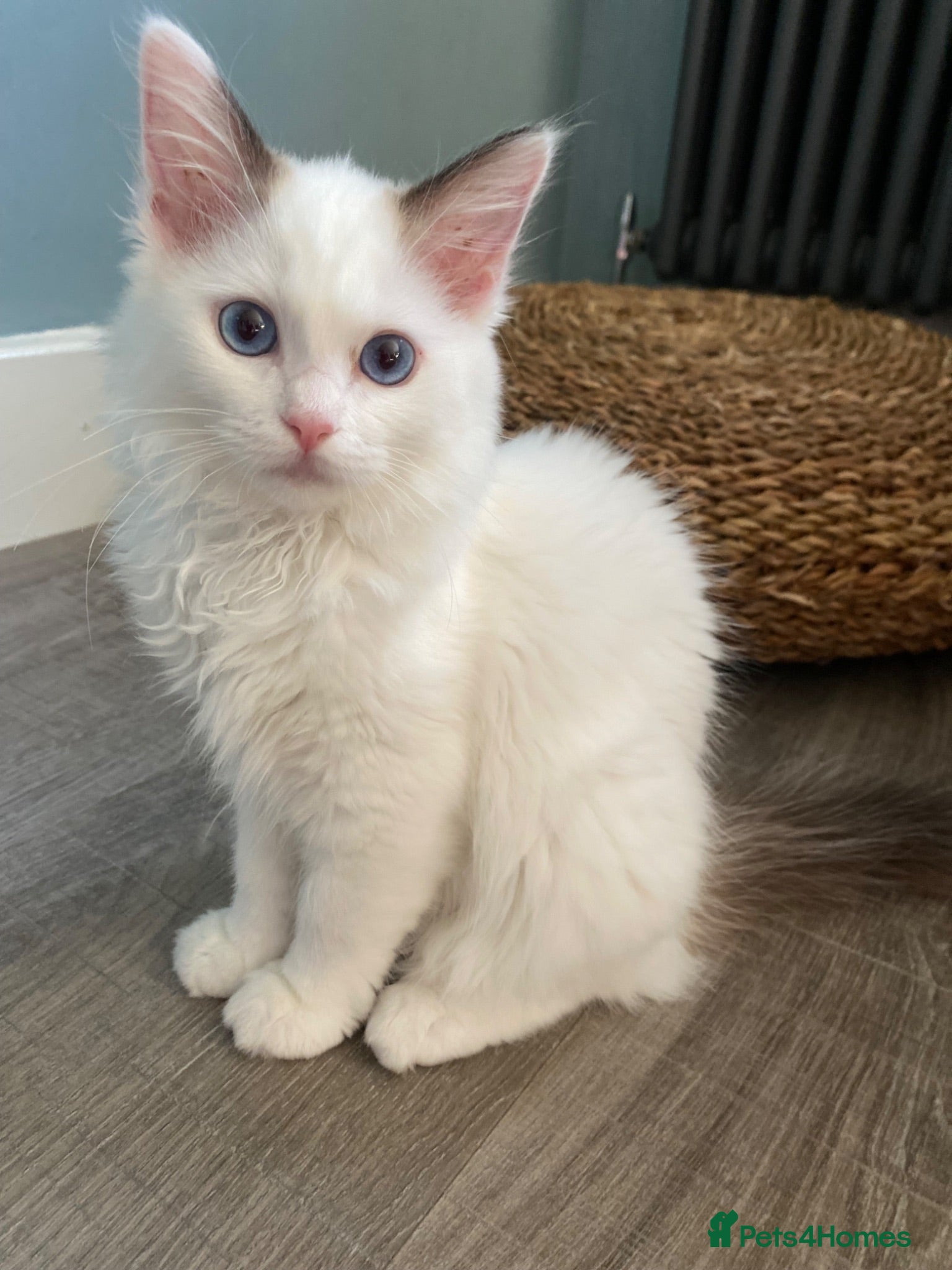 Ragdoll cats 1 Girl Left!!TICA Registered Ragdolls available - Advert 16