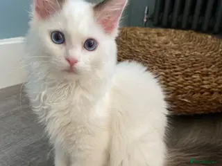 Ragdoll cats 1 Girl Left!!TICA Registered Ragdolls available - Advert 5