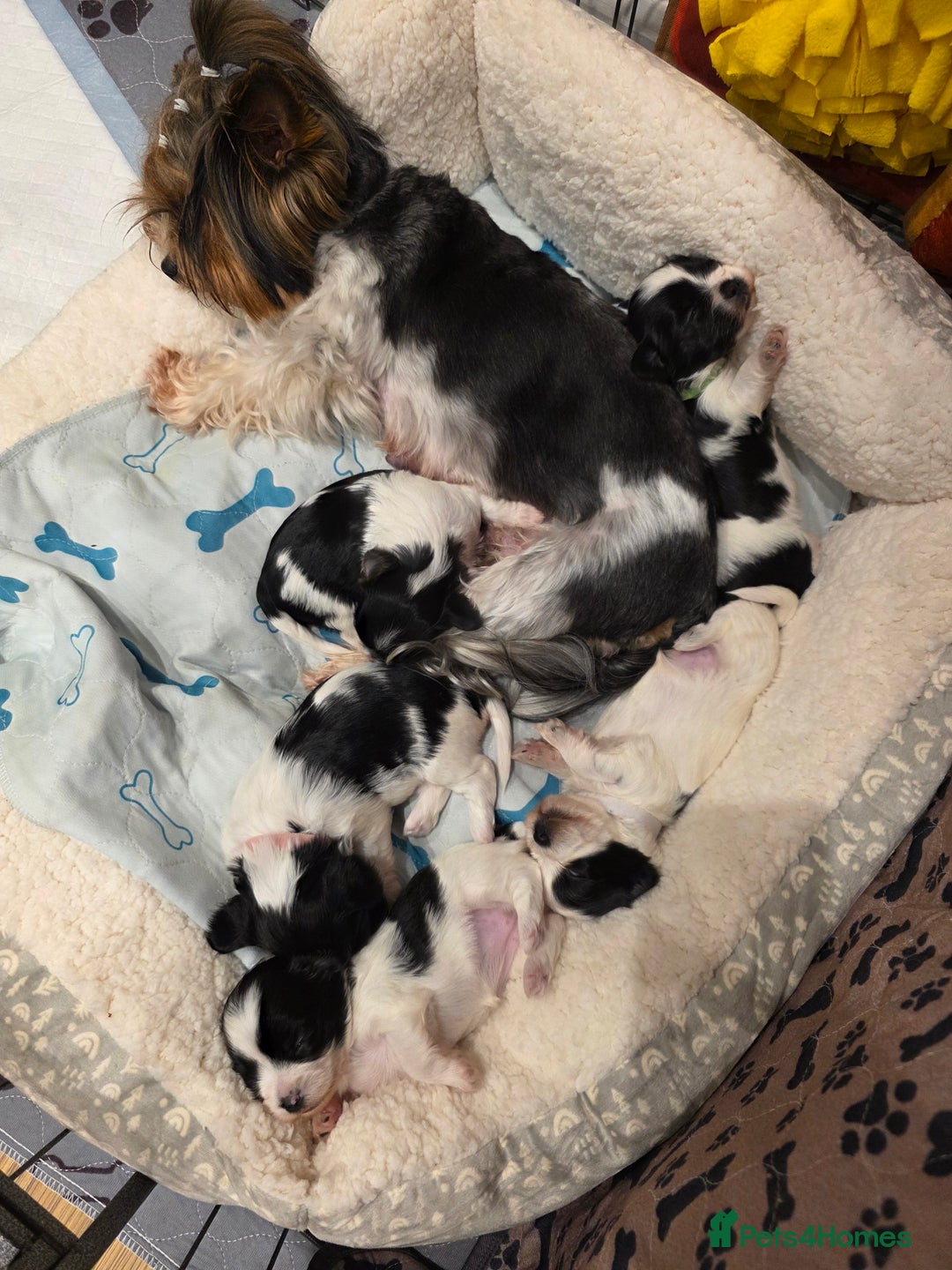 Yorkshire Terrier dogs for sale: DNA tested parents! Pure Breed Puppy BOY! - Advert 6