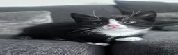 Domestic Shorthair cats for sale: 11 week old male kitten - Advert 16