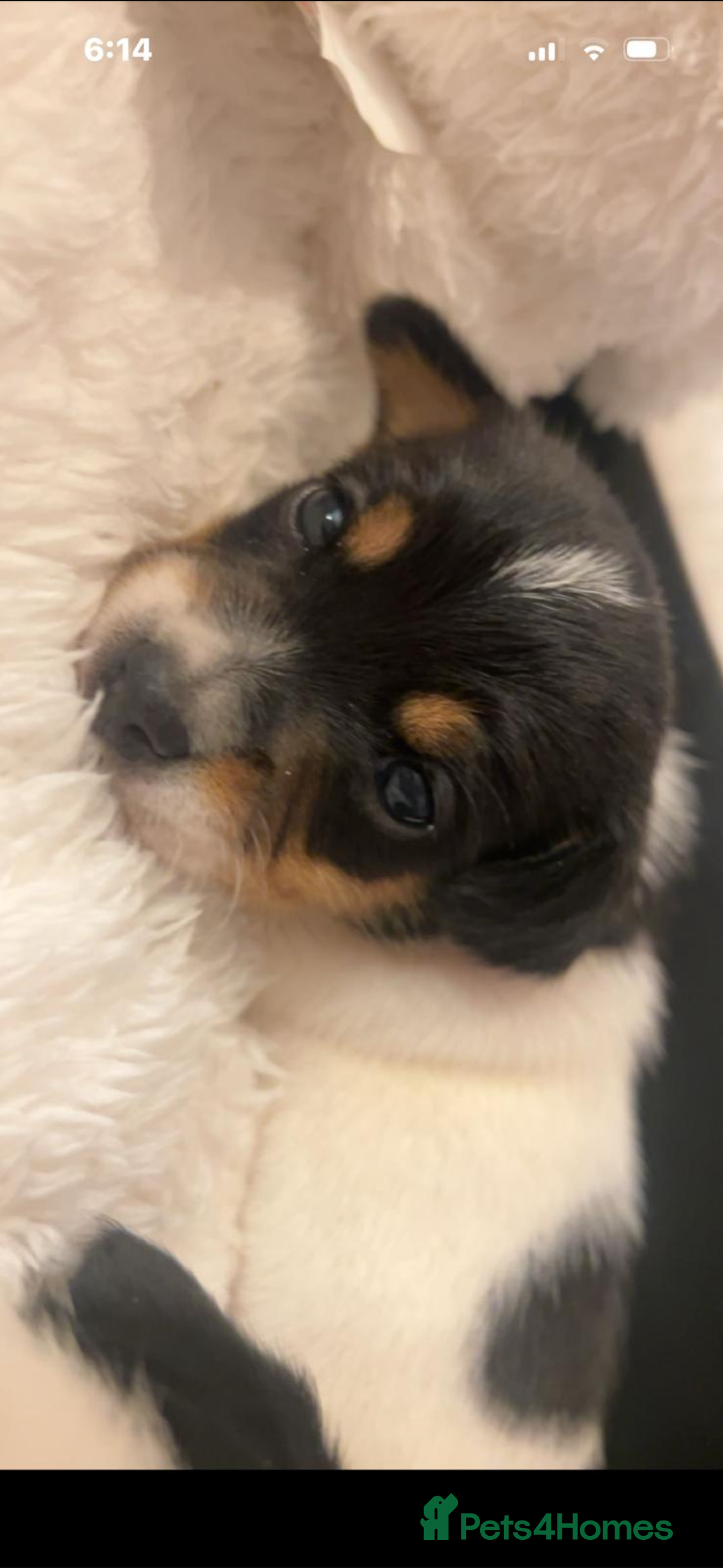 Jack Russell dogs for sale: Short legged Jack Russell puppies - Advert 8