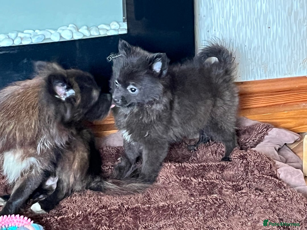 Pomeranian dogs for sale: 2 fluffy Pomeranians 1 boy 1 girl  - Image 6