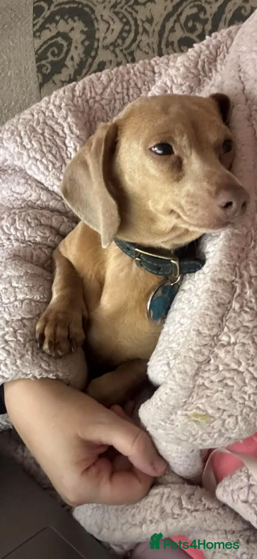 Miniature Dachshund dogs for sale: Gorgeous cream male mini dachshund  - Advert 1